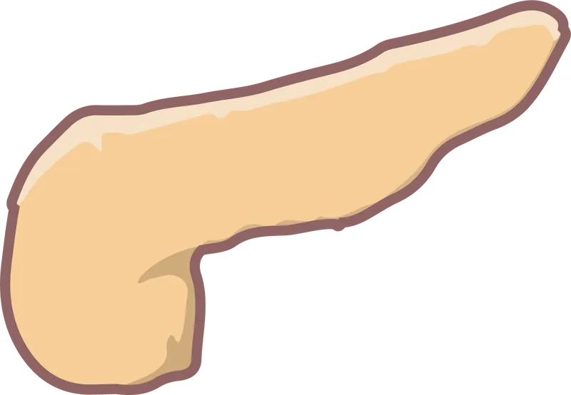 Cancer du pancréas : l'Europe recommande Rasonque (daraxonrasib)