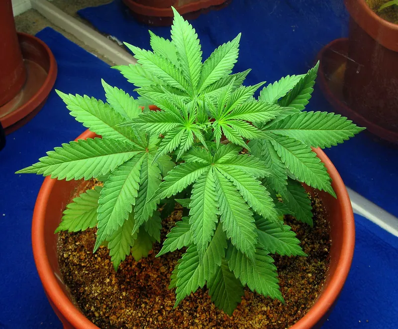 Cannabis médical au Maroc : 3 AMM pour traiter l'épilepsie