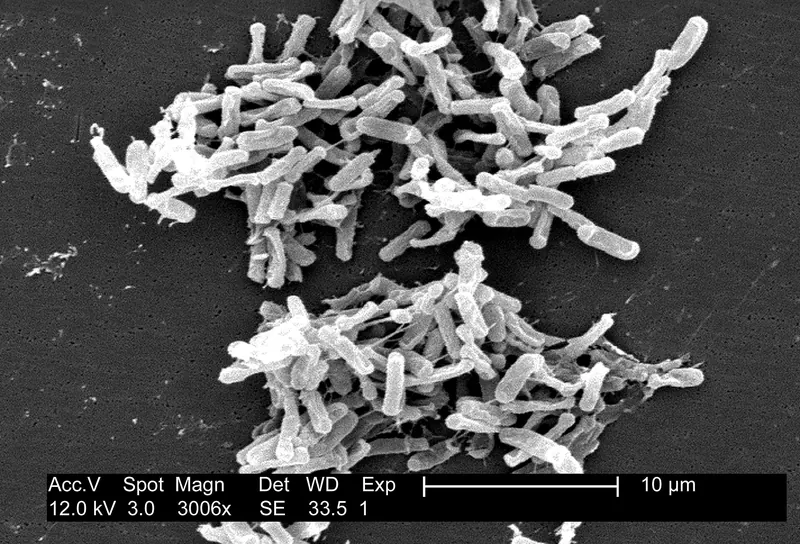 Clostridioides difficile : l'argyrine B épargne le microbiote (souris)
